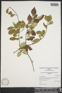 Ilex ambigua var. monticola image
