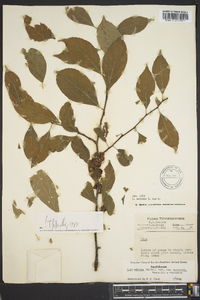 Ilex ambigua image