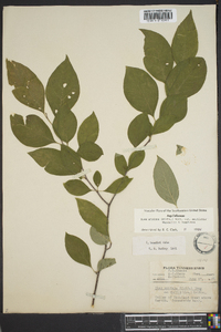 Ilex ambigua image