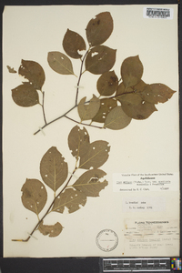 Ilex ambigua image