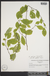 Ilex ambigua image