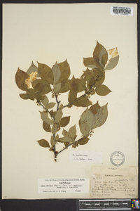 Ilex ambigua image