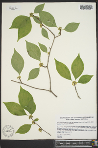 Ilex ambigua image