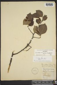 Ilex ambigua image