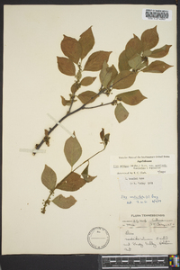 Ilex ambigua image