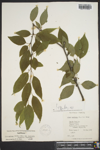 Ilex ambigua image