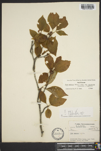 Ilex ambigua image