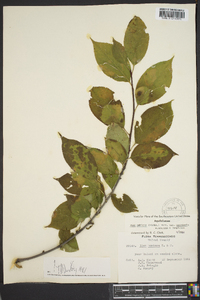 Ilex ambigua image