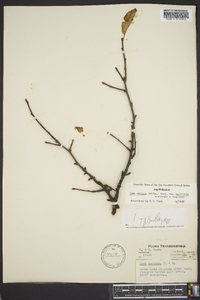 Ilex ambigua image