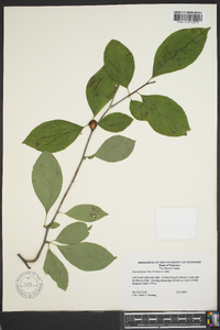 Ilex ambigua image