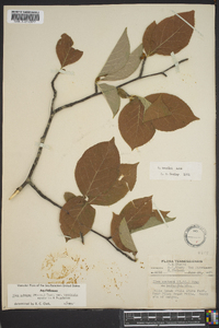 Ilex ambigua image