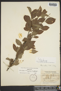 Ilex ambigua image