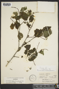 Ilex ambigua var. monticola image