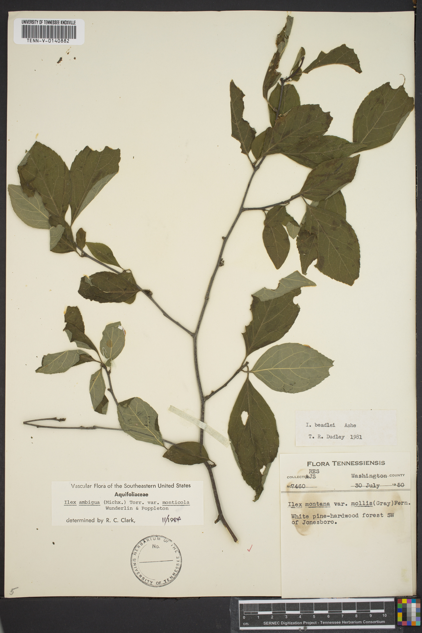 Ilex ambigua image