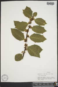 Ilex cornuta image