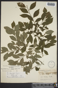 Ilex decidua var. longipes image