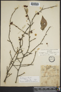 Ilex decidua var. longipes image