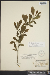 Ilex decidua var. longipes image