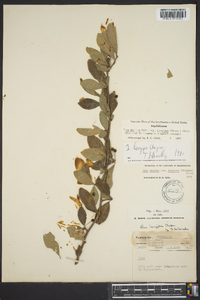 Ilex decidua var. longipes image