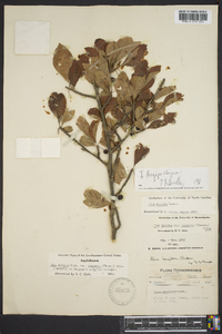 Ilex decidua var. longipes image