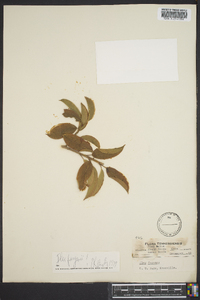 Ilex fargesii image