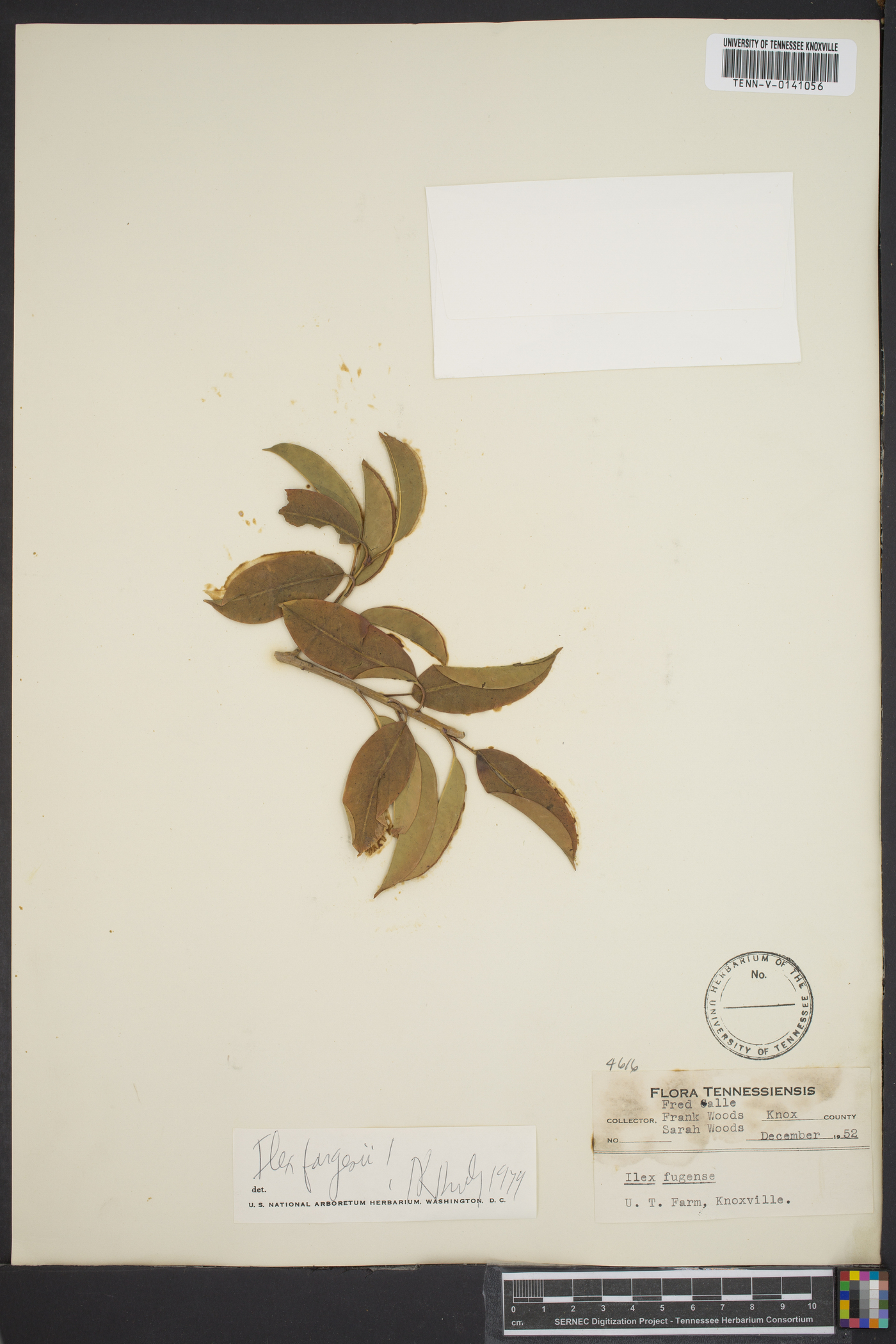 Ilex fargesii image