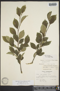 Ilex longipes image