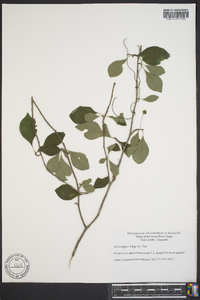 Ilex longipes image