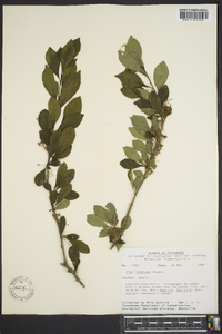 Ilex longipes image