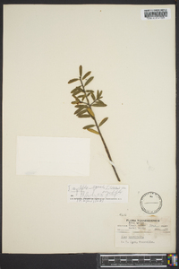 Ilex myrtifolia image