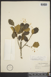 Ilex ambigua image