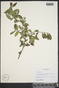 Ilex vomitoria image