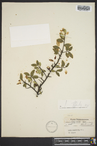 Ilex vomitoria image