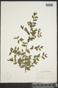 Ilex vomitoria image