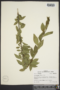 Ilex ambigua image