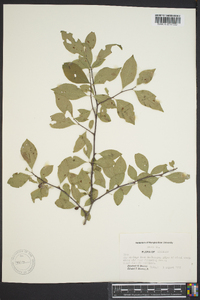 Ilex ambigua image