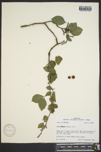 Ilex ambigua image