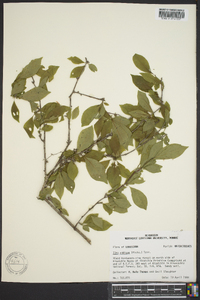 Ilex ambigua image