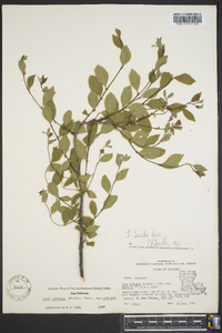 Ilex ambigua image