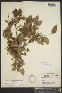 Ilex ambigua image