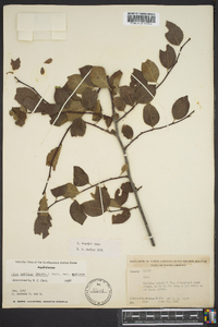 Ilex ambigua image