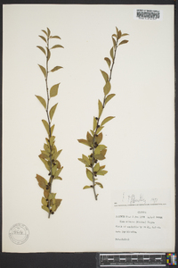 Ilex ambigua image