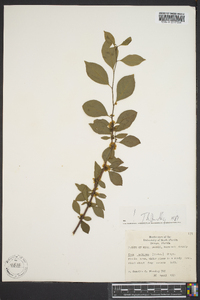 Ilex ambigua image