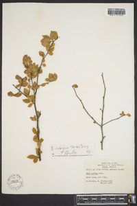 Ilex ambigua image