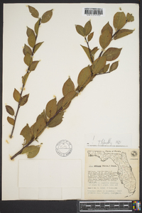 Ilex ambigua image