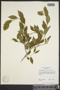 Ilex ambigua image