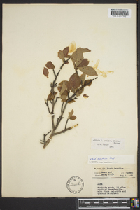 Ilex ambigua image