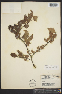 Ilex ambigua image