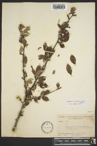 Ilex ambigua image