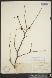 Ilex ambigua image